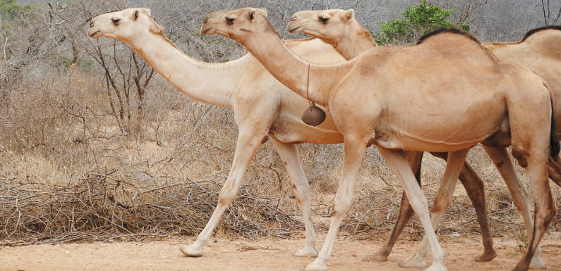 animales del desierto