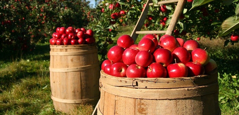 Alimentacion Natural