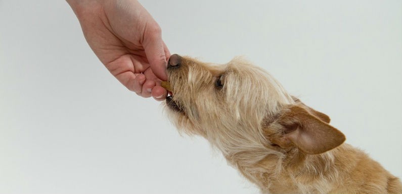 Dietas saludables para perros