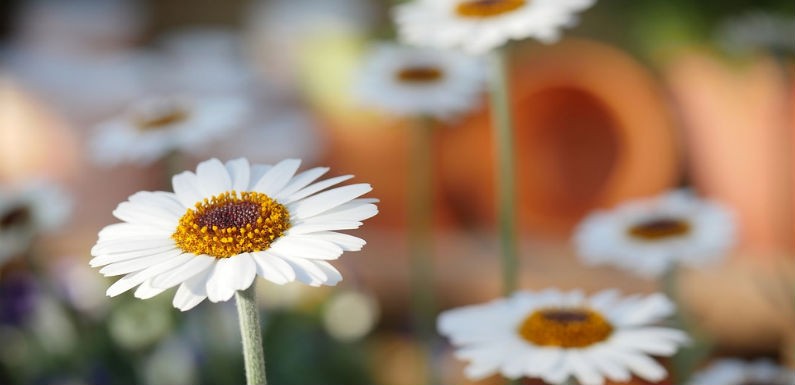 Regalar flores frescas