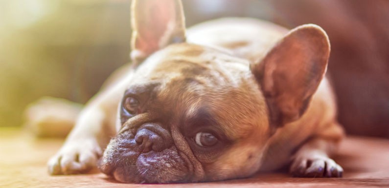 Causas más comunes de malestar en tu mascota