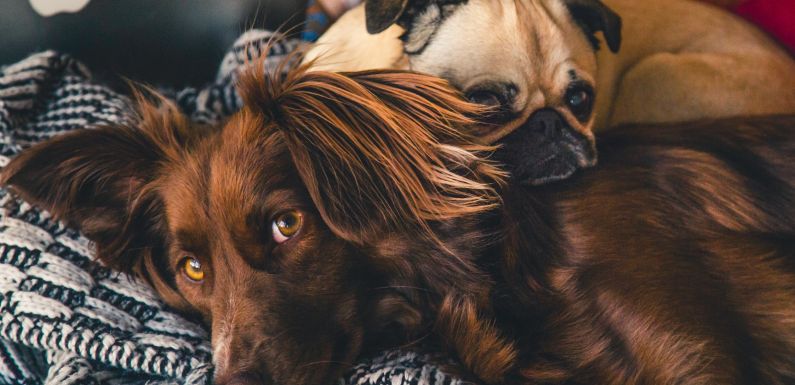 Desparasitación en los perros