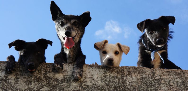 Residencia de animales