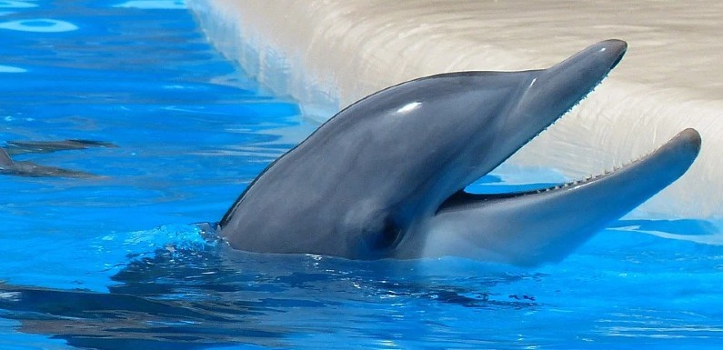 Descubre Los Cabos de México hábitat de delfines