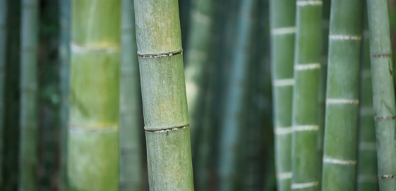 Bambú alternativa ecológica para decorar