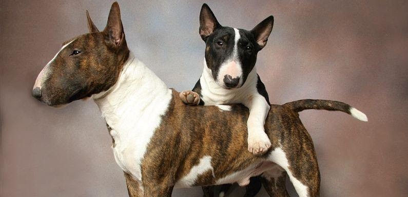 Bull Terrier miniatura