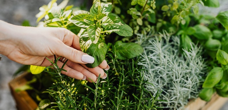 Beneficios plantas aromáticas