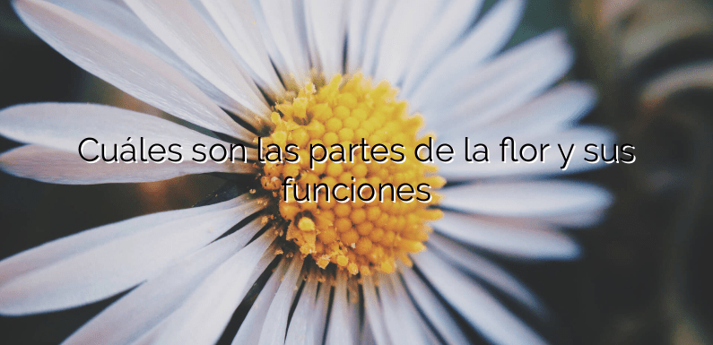 Cuáles son las partes de la flor y sus funciones
