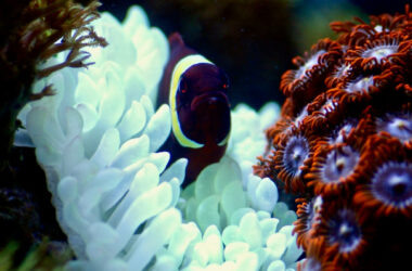 Diferencia entre simbiosis, parasitismo y mutualismo