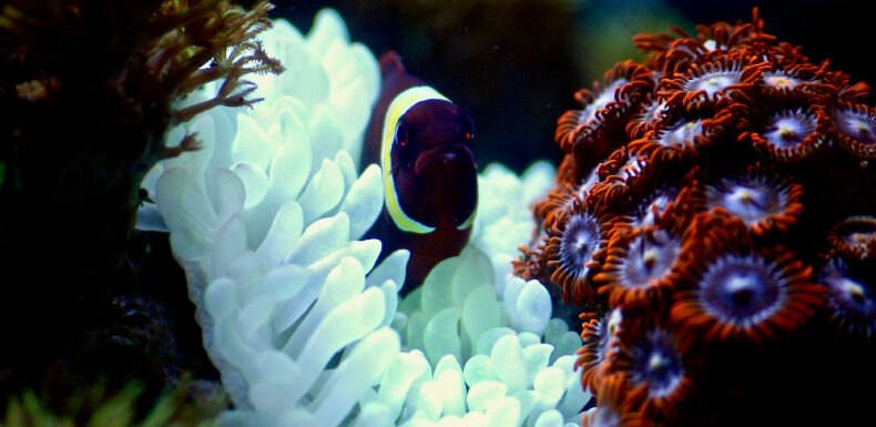 Diferencia entre simbiosis, parasitismo y mutualismo